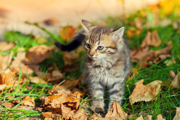 Naklejka na ściany i meble Little kitten walking on the grass with fallen leaves