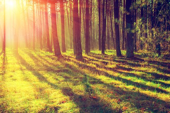 Fototapeta Pine forest in the morning