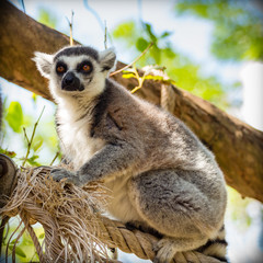 lemur sitting on a tree.