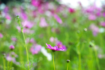 Fototapeta premium Beautiful cosmos flower