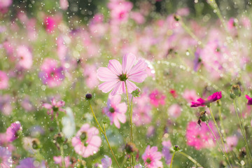 Beautiful cosmos flower with rain, pastel style
