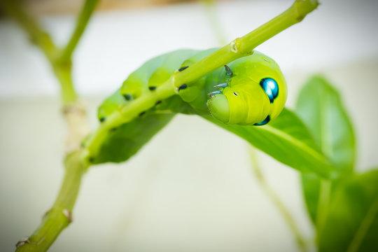 Green Caterpillar on branch