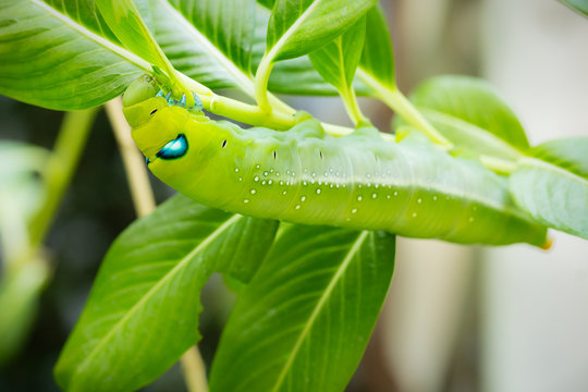 Green Caterpillar on branch