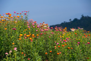 Obraz na płótnie Canvas Straw flower field