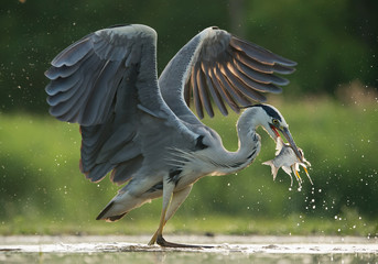 Grey heron in the water, fishing, with fish in the beak, with water drops in green background,...