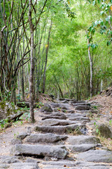 Stone path,Road in the forest in autumn colors with fallen leave