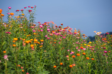 Obraz na płótnie Canvas Straw flower field