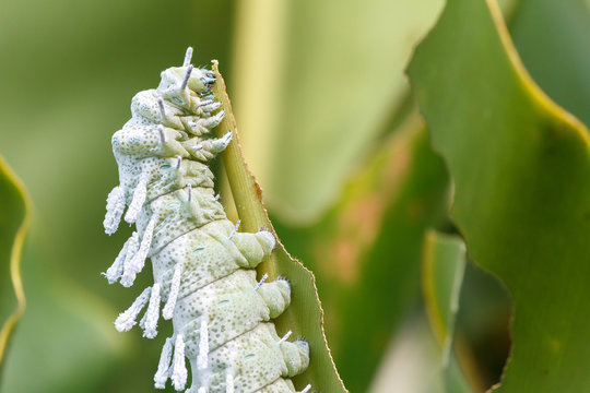 Atlas Moth (Attacus atlas) Caterpillar.