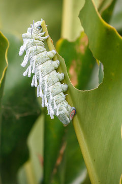 Atlas Moth (Attacus atlas) Caterpillar.