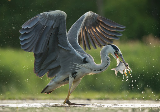 Grey heron in the water, fishing, with fish in the beak, with water drops in green background, Hungary, Europe