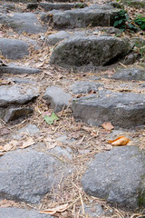 Stone path,Road in the forest in autumn colors with fallen leave