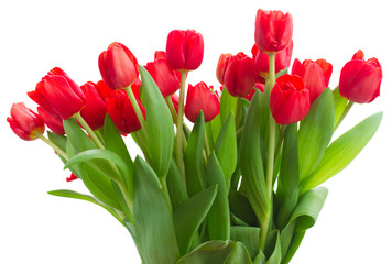 fresh red tulip flowers
