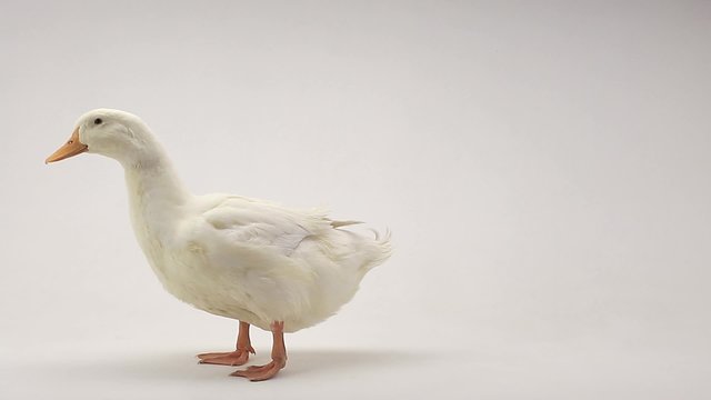 duck on a white background