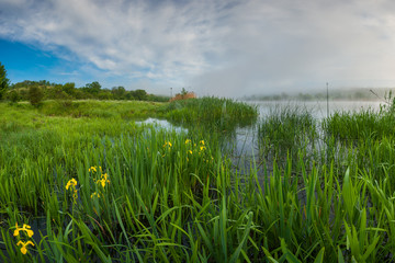 Morning landscape with fog iris flowers