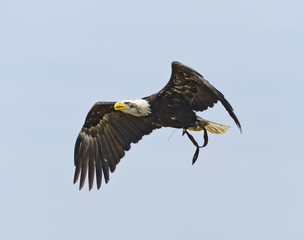 Weisskopfseeadler im Flug