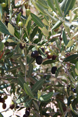 Black and Greeen Olives on the tree