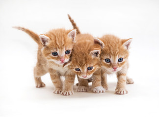   Three ginger kitten