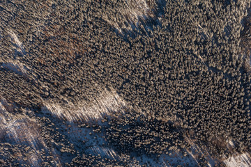 aerial view of the forest in winter time