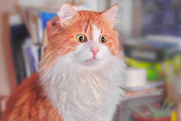 Red cat in shok
