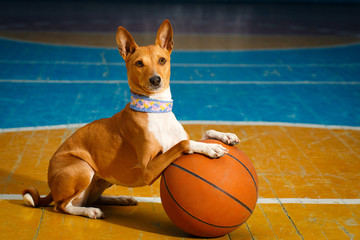 Basenji dog