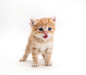 ginger kitten