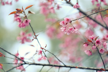 Cherry blossom , pink sakura flower