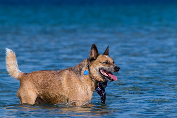 Hund Ostsee