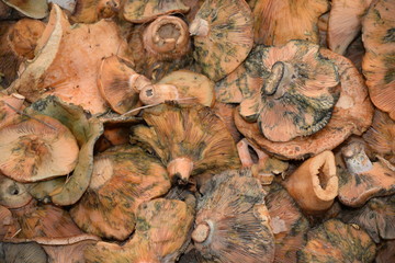 Pilze auf einem Markt