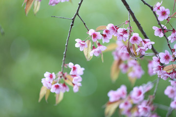 Cherry blossom , pink sakura flower