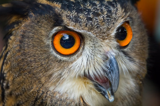 Close up face of European eagle owl