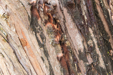 Old Wood Tree Texture