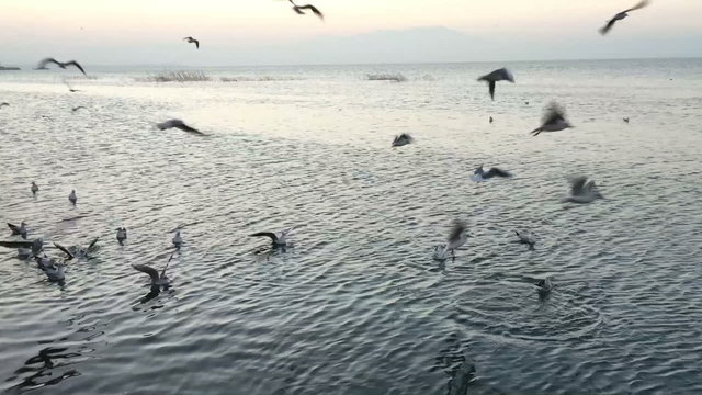 Seagulls in the sea