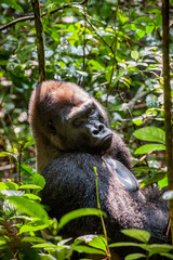 Portrait of a western lowland gorilla (Gorilla gorilla gorilla) close up at a short distance. Silverback - adult male of a gorilla in a native habitat.