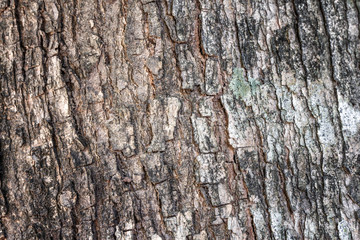 Fototapeta premium Old Wood Tree Texture