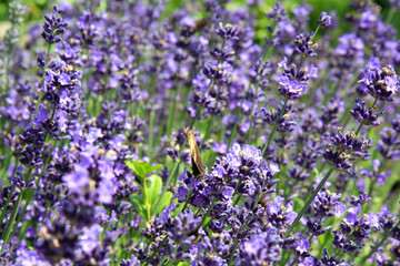 Young lavender with petal flowers. Eco-friendly, herbal formal garden backyard. Herbarium. 