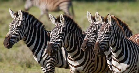 Fototapeta na wymiar Group of zebras in the savannah. Kenya. Tanzania. National Park. Serengeti. Maasai Mara. An excellent illustration.