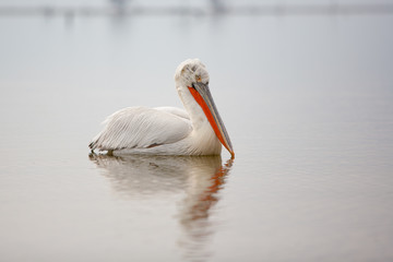 Dalmatian Pelican sitting on the water, Kerkini Lake, Greece