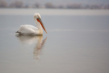 Dalmatian Pelican sitting on the water, Kerkini Lake, Greece