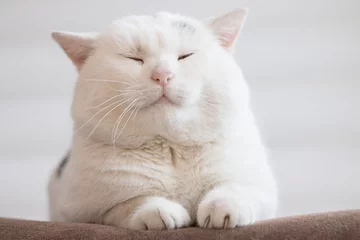 Tuinposter white fat cat sitting © Lan.Camera
