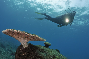 Scuba Diver shining torch on Table Coral (Acropora), Island of Borneo, Sipadan Island, Malaysia