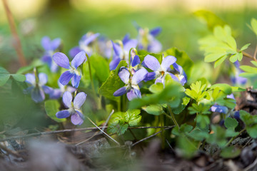 violet flowers growing in the spring