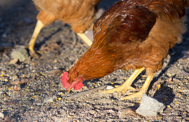 Chicken pecking on farm
