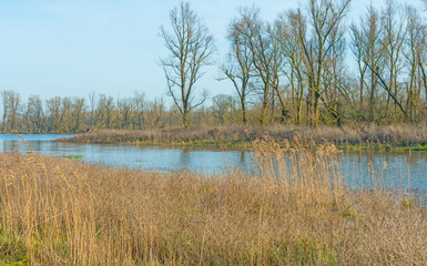 The shore of a lake in sunlight in winter