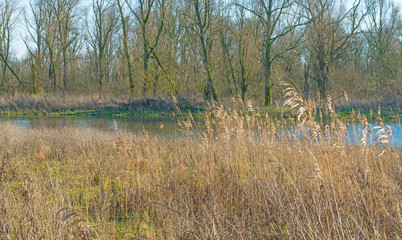 The shore of a lake in sunlight in winter