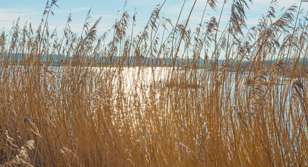 The shore of a lake in sunlight in winter