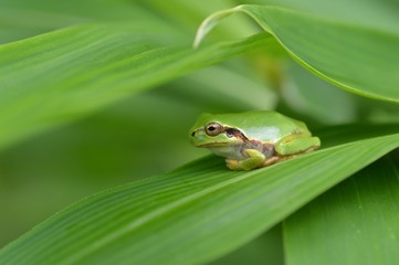 笹の葉に雨蛙