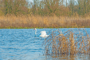 Swan swimming along the shore of a lake in winter
