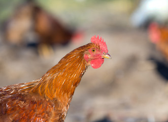 Hen walking on farm