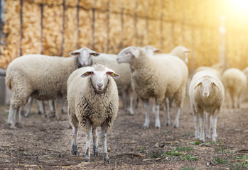 Naklejka na ściany i meble Sheep flock on the farm