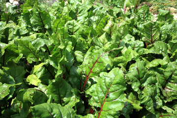Fototapeta premium Young beetroots in vegetable intercropping cultivation. Eco-friendly backyard garden, vegetable garden.